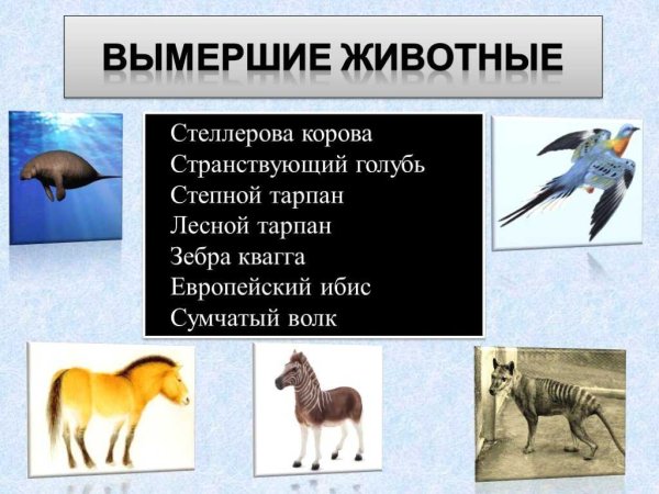Роль животных в жизни человека