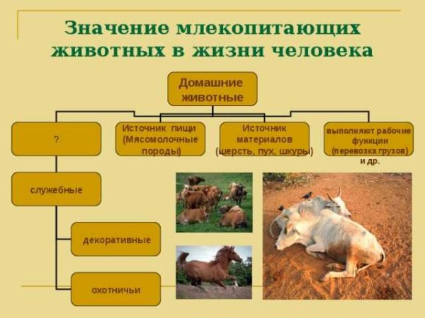 Роль животных в жизни