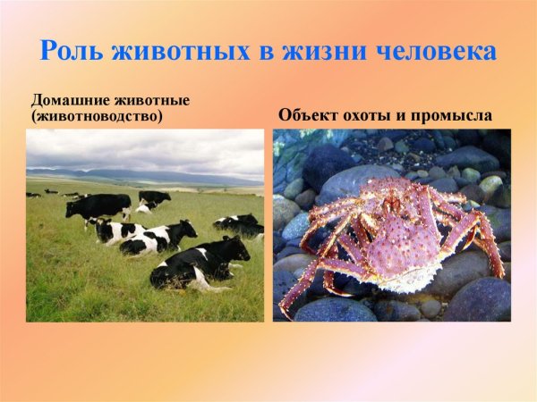 Роль животных в природе и жизни человека