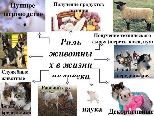 Вода в природе и жизни человека