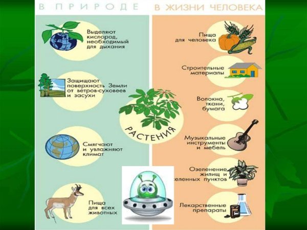 Роль растений и животных в жизни человека