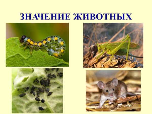 Роль животных в природе