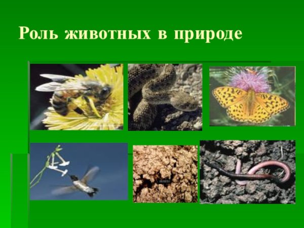 Роль животных в природе