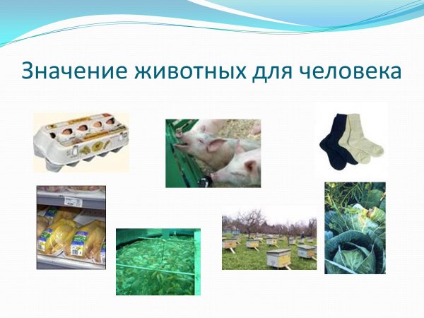 Распространение плодов ИС мян