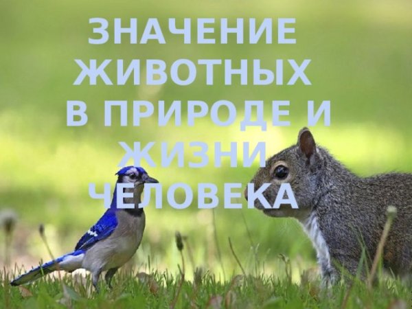 Роль популяции в природе