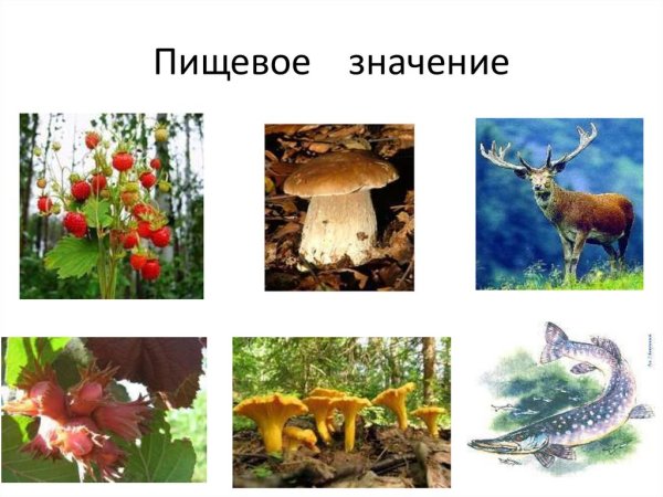 Роль животных в окружающей среде