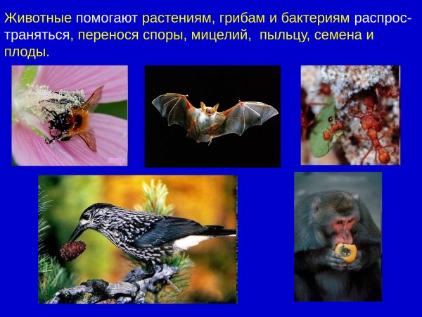 Значение животных в жизни человека