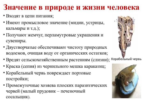 Роль животных