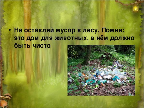 Не мусорить в лесу