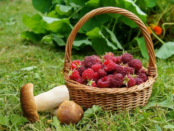 Корзинка с грибами и ягодами