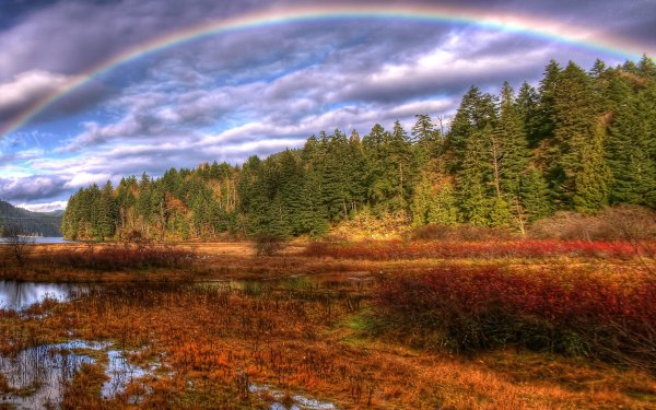 Алтайская береза