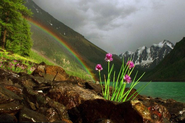 Картинки на рабочий стол бабочки