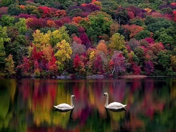 Чудесный мир природы