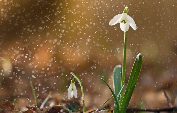 Весна природа просыпается