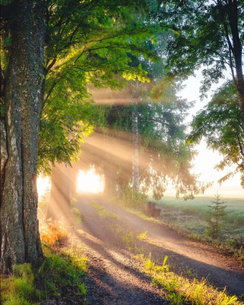 Забавные животные с цветком