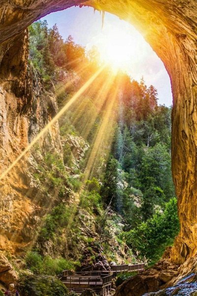 Полевые цветы на рассвете