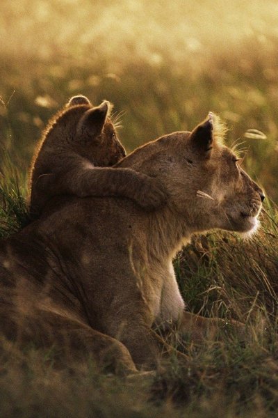 Кошка в лучах солнца