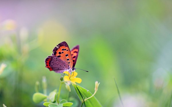 Жизнь природа