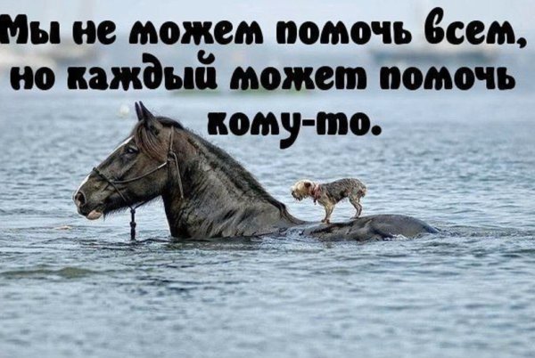 День дикой природы