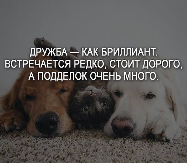 Позитивные высказывания
