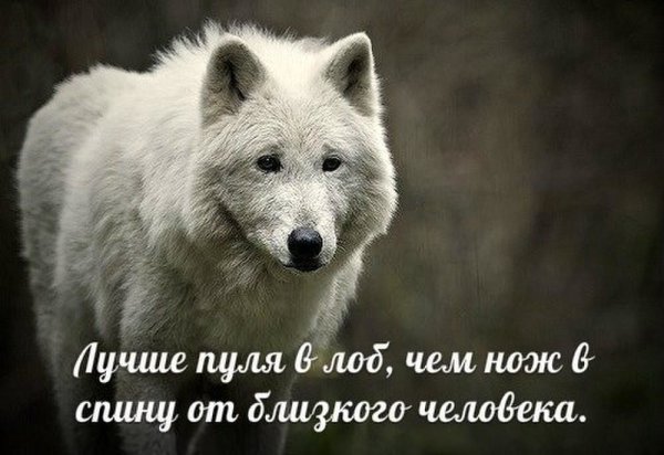 Картинки на рабочий стол волки