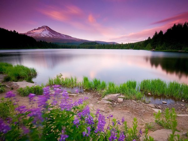 Лесное озеро (Forest Lake)