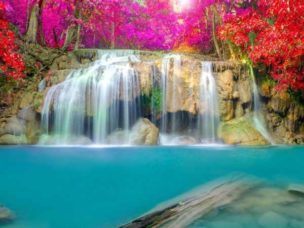Природа цветы