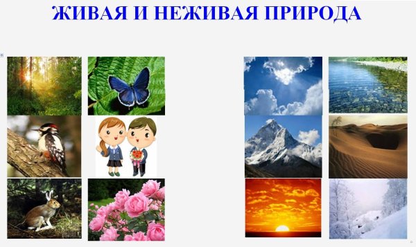 Живая и неживая природа