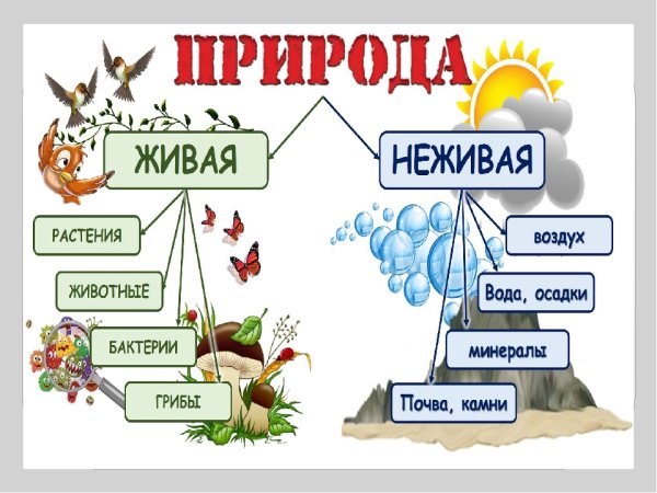 Живая и неживая природа для дошкольников