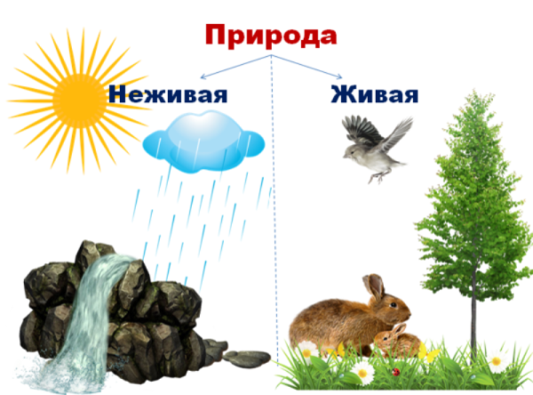 Природные и рукотворные предметы
