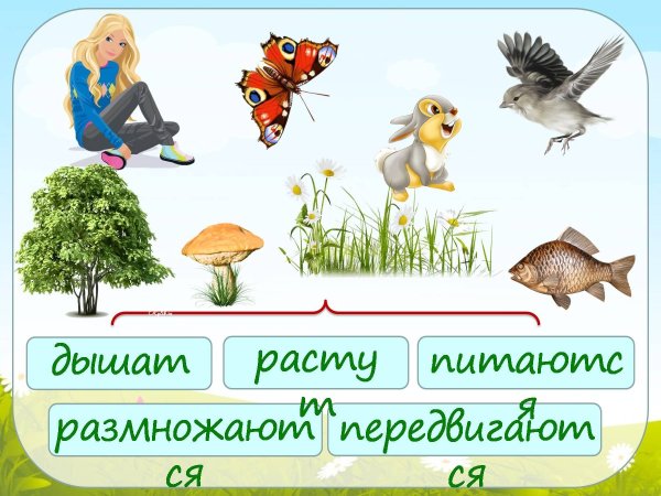 Живая и неживая природа 1 класс окружающий мир задания