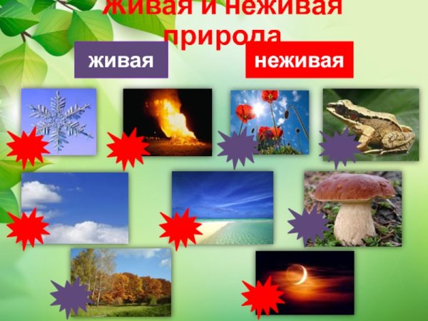 Живая и недива ЯПРИРОДА