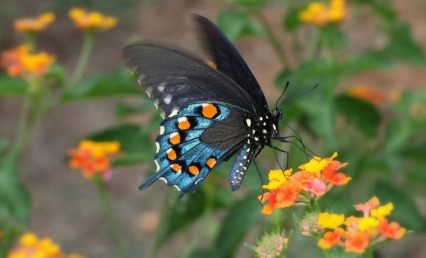 Удивительный мир насекомых