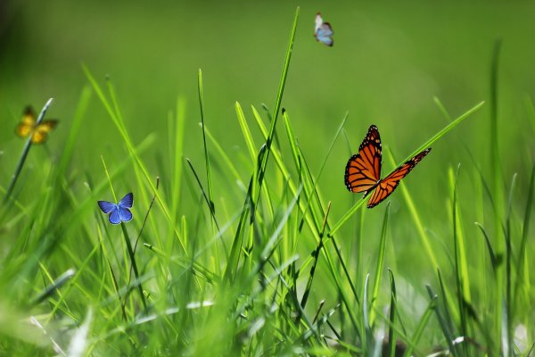 Жук павлиний глаз
