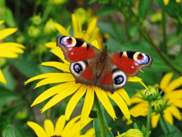 Луговые бабочки