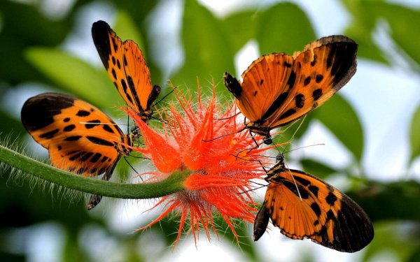 Данаида Монарх бабочка синяя