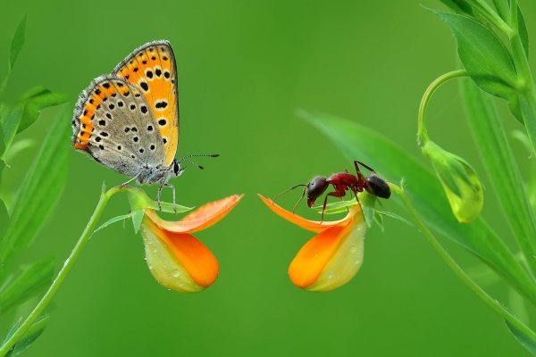 Летние цветы с бабочками