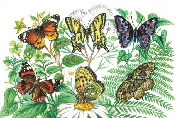 Красивые пейзажи с бабочками