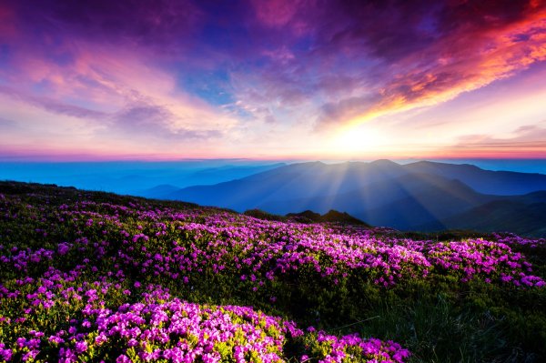 Яркая природа