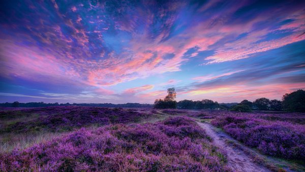 Красивая яркая природа