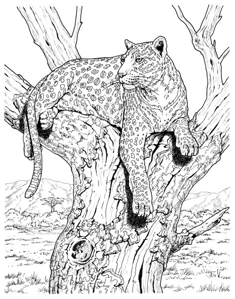 Раскраска леопард