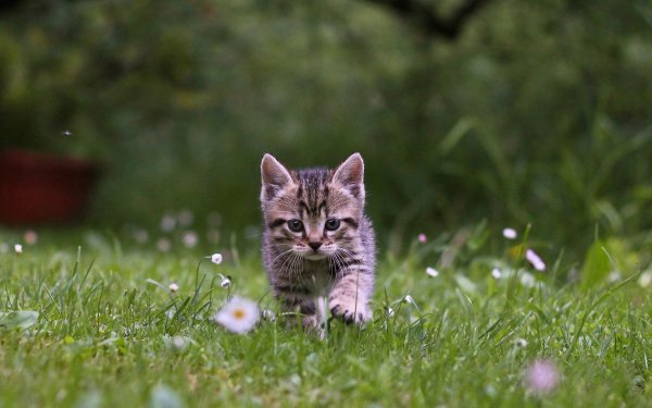 Милые котята на природе