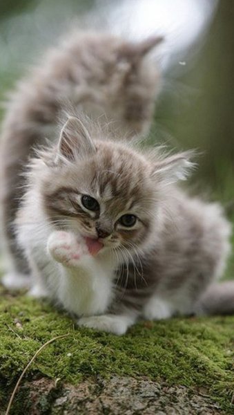 Котята на природе