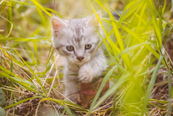 Котенок на травке