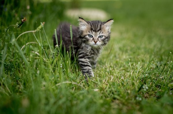Котята на природе