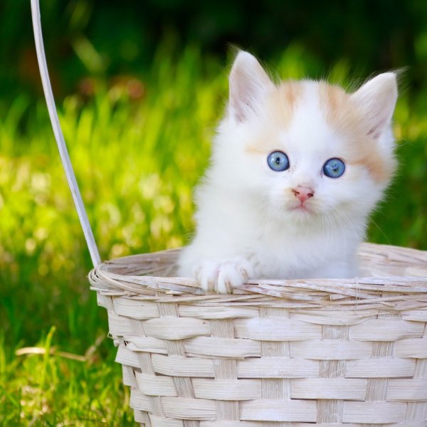 Белый котенок в корзинке