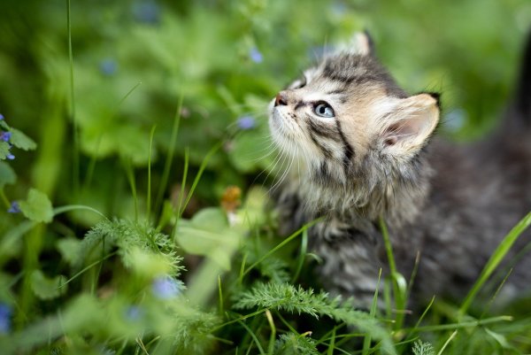 Котенок в траве