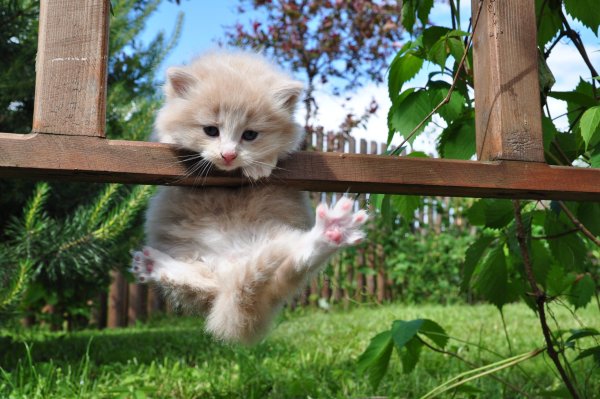 Котенок на заборе