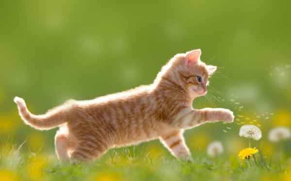 Котенок в одуванчиках