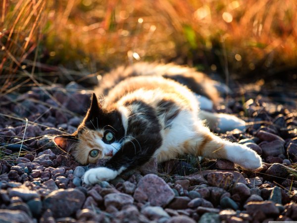 Кот на природе